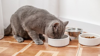 Cât trebuie să mănânce o pisică pe zi – O pisică gri British Shorthair mănâncă hrana uscată dintr-un bol alb