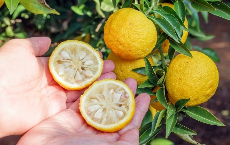 Yuzu – ce gust are și cum se mănâncă acest fruct exotic