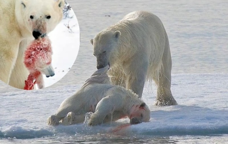 Un urs polar îşi omoară şi mănâncă puiul | ATENŢIE, IMAGINI ŞOCANTE!