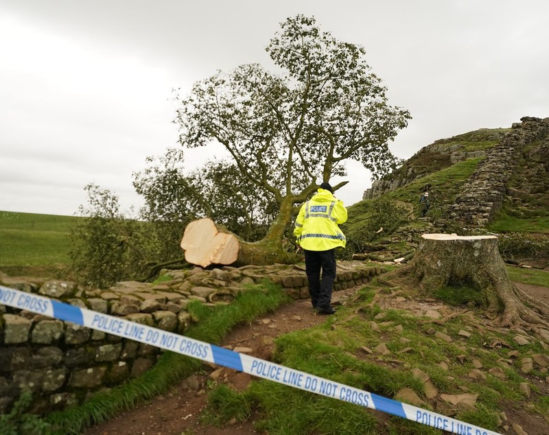 Un copac bătrân de peste 200 de ani, emblematic în Marea Britanie, a fost tăiat de un băiat de 16 ani. Adolescentul, arestat