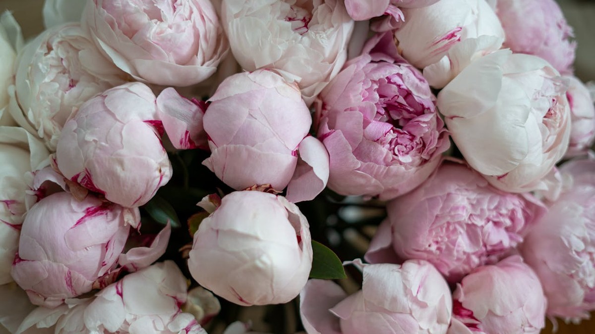 Buchet bujori roz