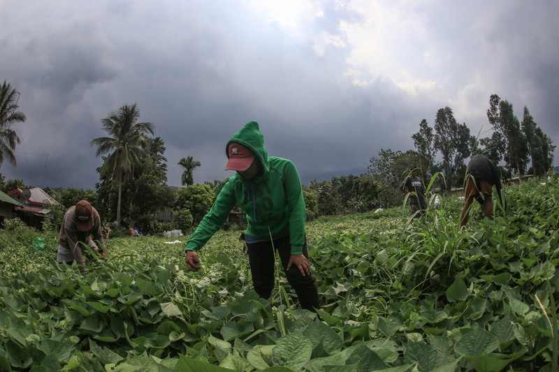 Residents harvest vegetables near their house at the foot of Mount Kanlaon volcano covered in thick clouds in a village in Canlaon, Negros Occidental province, central Philippines on June 4, 2024, a day after the volcano erupted.,Image: 878753125, License: Rights-managed, Restrictions: , Model Release: no