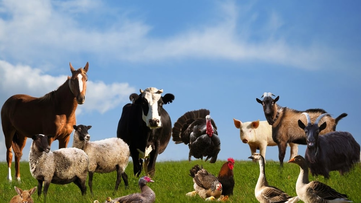 Animale domestice