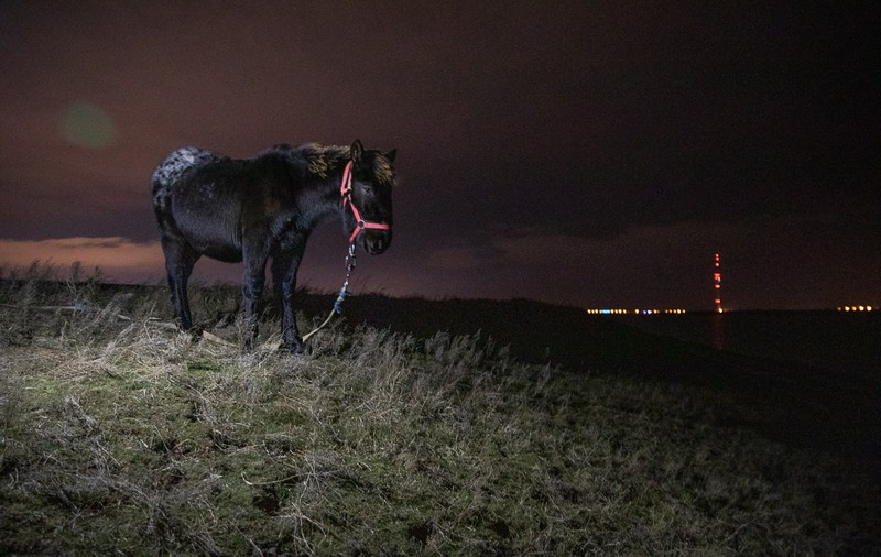 REPORTAJ. Pe malurile Lacului Techirghiol, procurorul Țucă și-a priponit iar caii: „30 de ani de acum încolo îi vom ține, numai de-al dracului”
