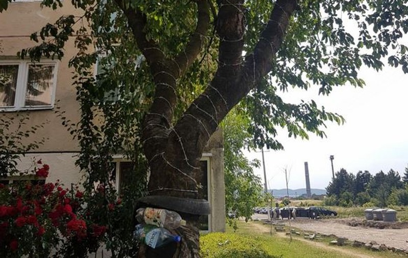Cireş înfășurat cu sârmă ghimpată ca să nu se urce copiii după fructe