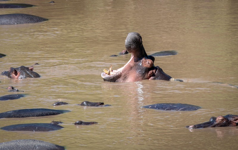 Hipopotamii lui Pable Escobar au devenit o specie invazivă în Columbia