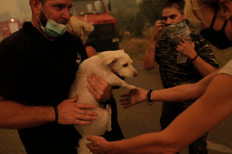 Localnicii salvează un câine din fața flăcărilorFoto:EPA-EFE/KOSTAS TSIRONIS