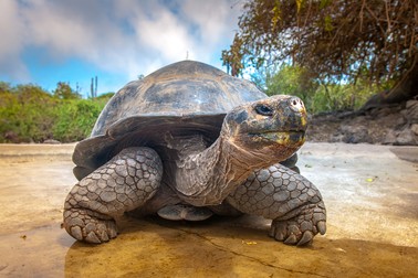 Broasca țestoasă Galapagos
