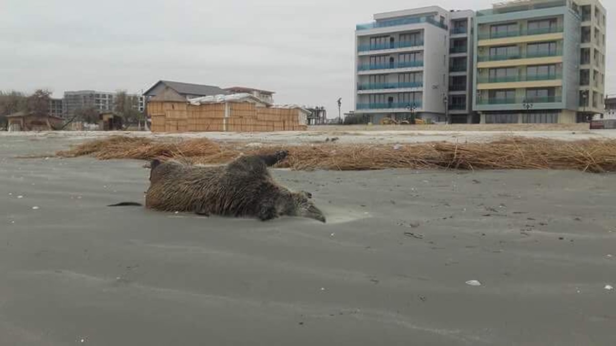 Doi porci mistreți, găsiți morți și parțial sfâșiați pe o plajă din nordul stațiuni Mamaia