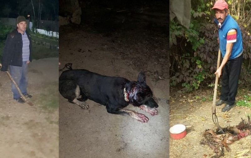 Câini atacați de urși la Găești. Localnicii stau înarmați cu furci și bâte