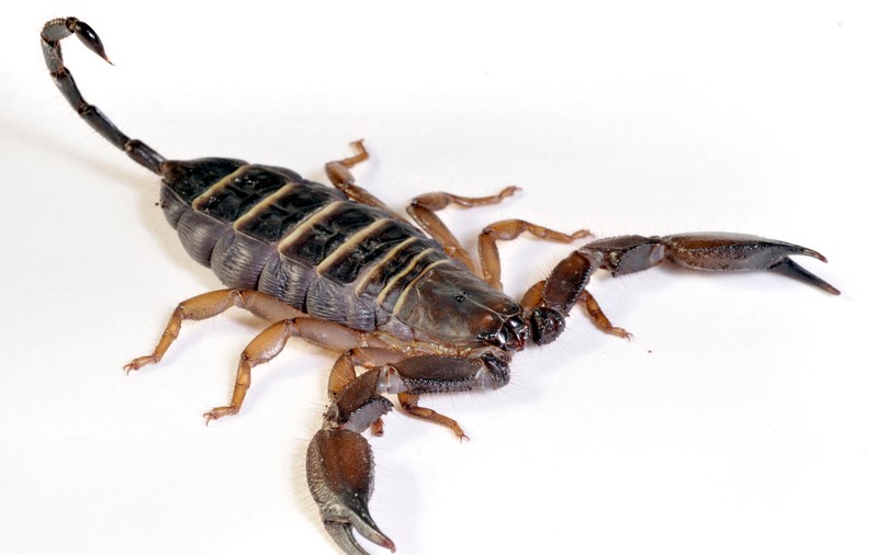 O femeie a fost înțepată de un scorpion în avion
