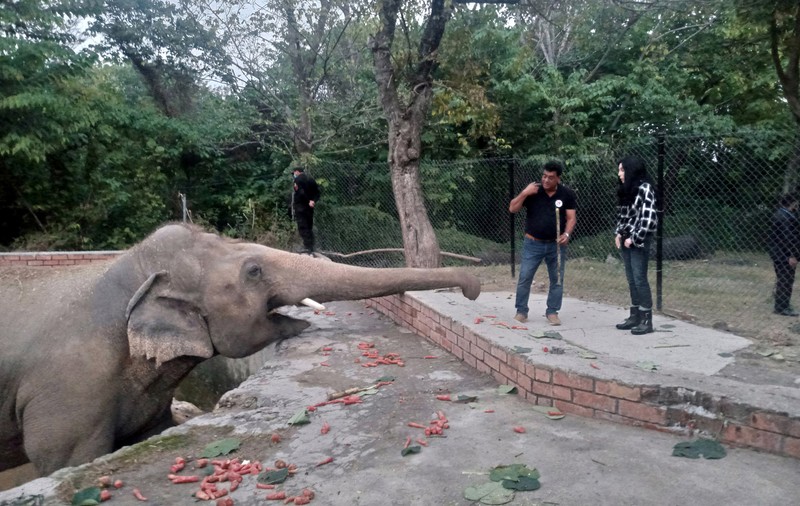 VIDEO | „Cel mai singuratic elefant din lume” a fost salvat cu ajutorul lui Cher