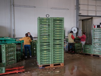 Muncitoare române curăță legume la ferma Höfler Gemüse, Nürnberg, Germania