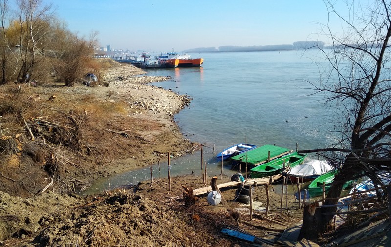 Defrișări pe malul Dunării, la Galați. Care este construcția pentru care Primăria va tăia sute de copaci