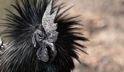 Cocoș negru din rasa de păsări de curte Ayam Cemani. Sursă foto: Shutterstock