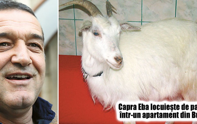 Gigi a consultat-o pe capra Eba