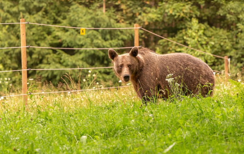 Achiziționarea și instalarea sistemelor de protecție (garduri electrice) pentru animalele domestice, pentru culturile agricole și bunurile materiale