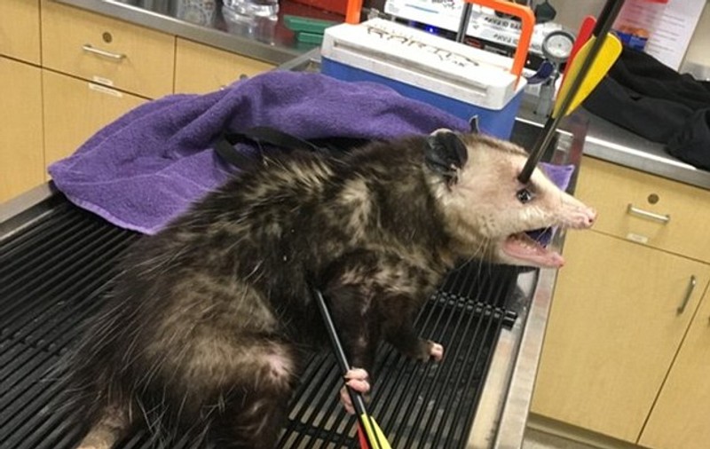 A primit o săgeată în cap și una în burtă! Ce s-a întâmplat apoi cu animalul este incredibil