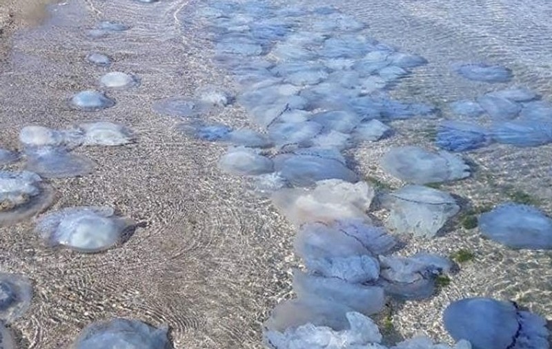 VIDEO | Invazie de meduze albastre în Marea Neagră, la Eforie Nord. Care sunt explicațiile specialiștilor