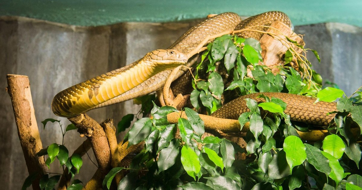 Cobra regală (ophiophagus hannah), expusă la o grădină zoologică din Cehia Foto: Profimedia