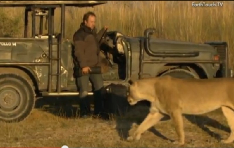 CLIPE HORROR! Putea să fie MÂNCAT DE VIU DE O LEOAICĂ! Uite cum a reuşit să scape | VIDEO