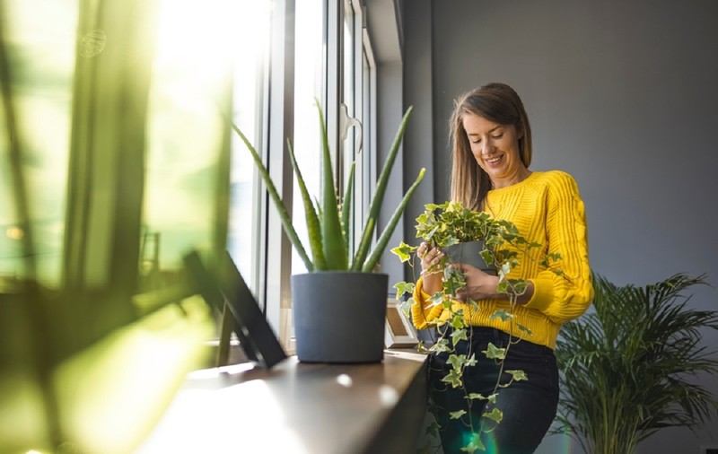 Ce spun florile despre personalitatea noastră? Simbolistica plantelor de apartament