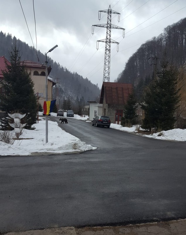 FOTO | Un cerb s-a adăpostit în curtea unui spital din Azuga. Era fugărit de un urs și de câini