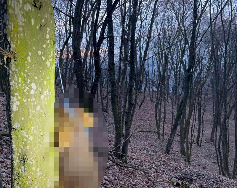 Câini spânzurați în pădure, în județul Bistrița. Poliția a deschis dosar penal și îi caută pe făptași