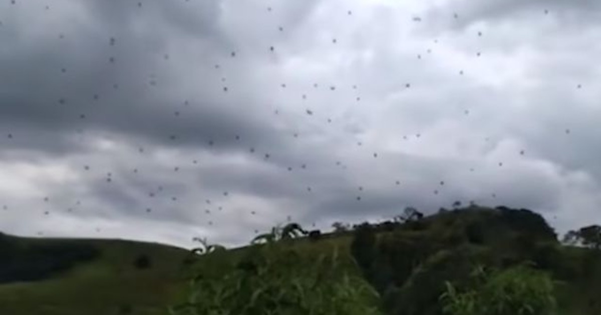 Imagini terifiante cu "ploaia de păianjeni" din Brazilia