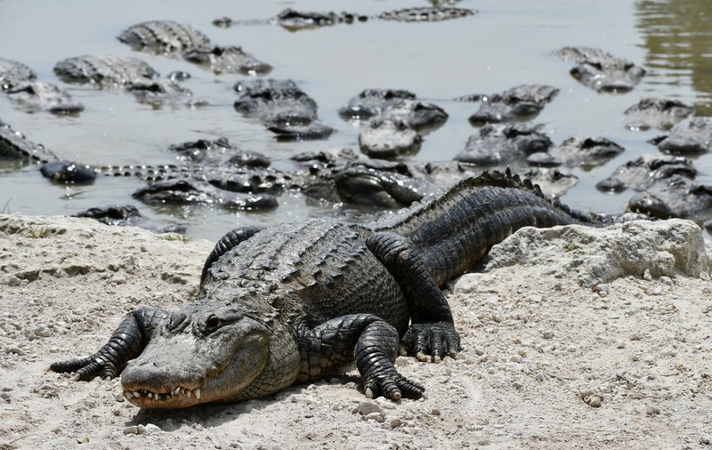 Ce diferenţe există între crocodil şi aligator