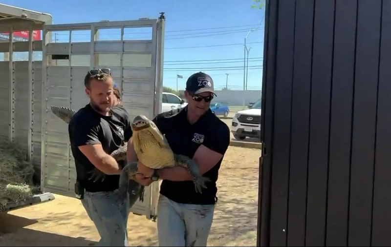 O grădină zoologică din Texas a recuperat un aligator furat când era ou, în urmă cu 20 de ani