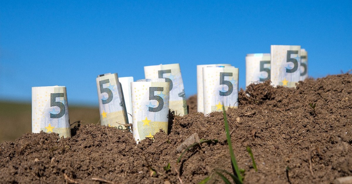 Câteva bancnote de 5 euro înfipte în terenul agricol