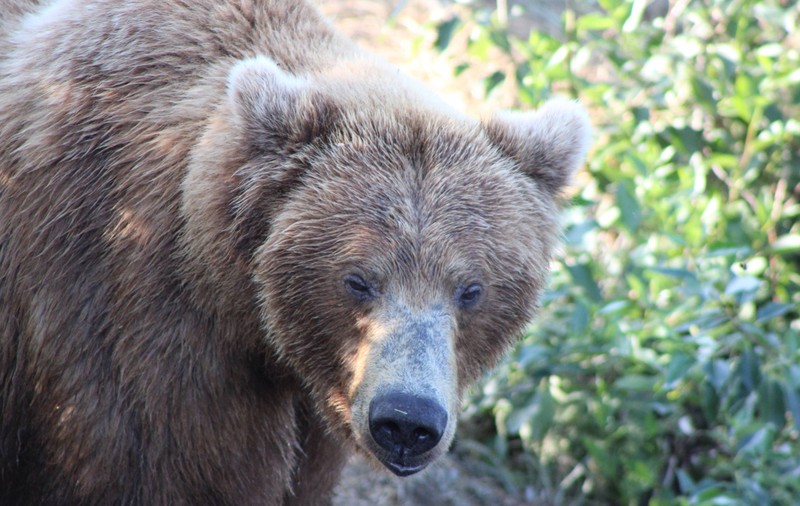 Un angajat al unei grădini zoologice din China a fost atacat și ucis de urși în fața vizitatorilor