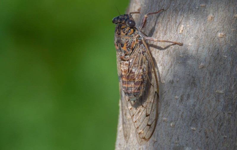 Ce sunt insectele care au invadat Bucureștiul și cât de dăunătoare pot fi