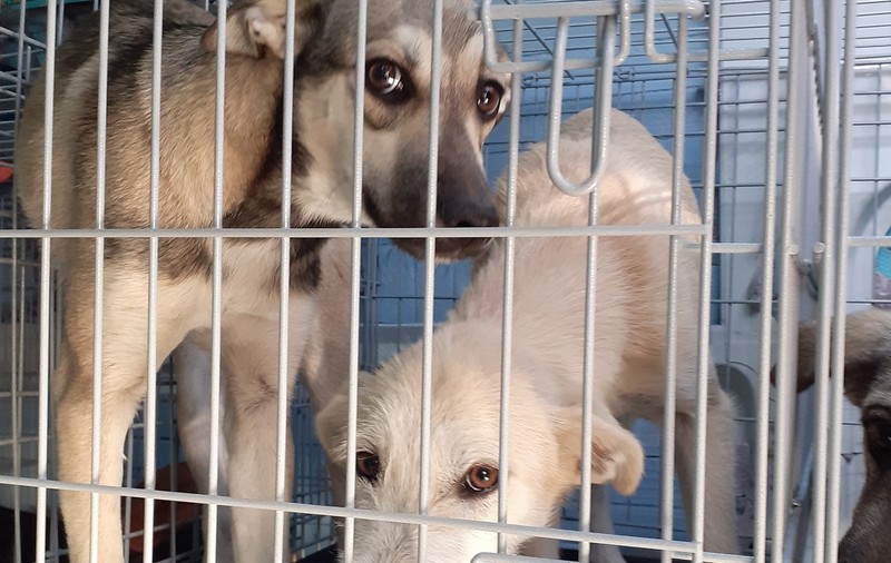 Un șofer român care ducea 28 de câini și două pisici în Anglia a rămas fără toate animalele, în Germania