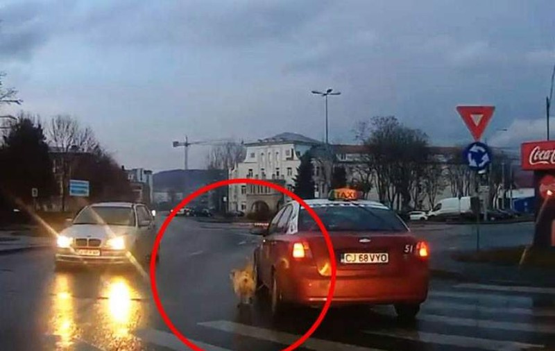 Câine legat de un taxi pe străzile din Cluj. Patrupedul era prea murdar ca să urce în mașină / VIDEO