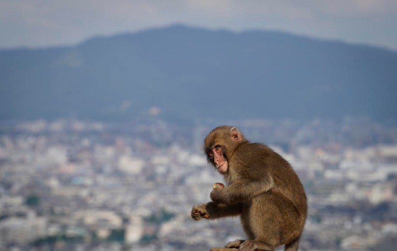 Tot mai mulți japonezi, atacați de maimuțe sălbatice, în ultima lună. Autoritățile din Japonia sunt în alertă