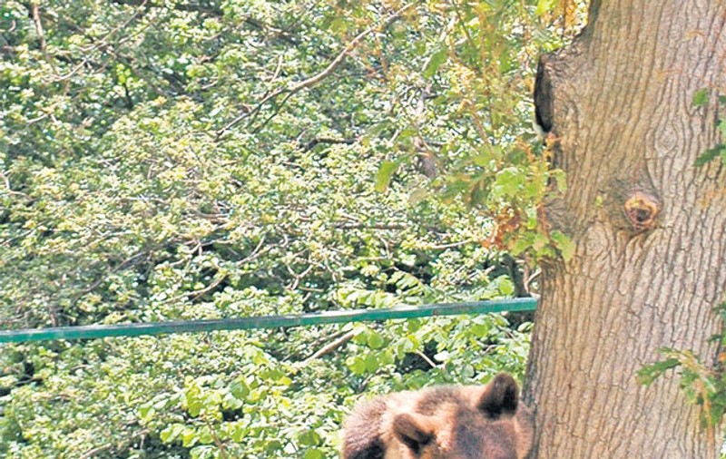 Ursul tomberonist, salvat în ultimul moment de la moarte | FOTO