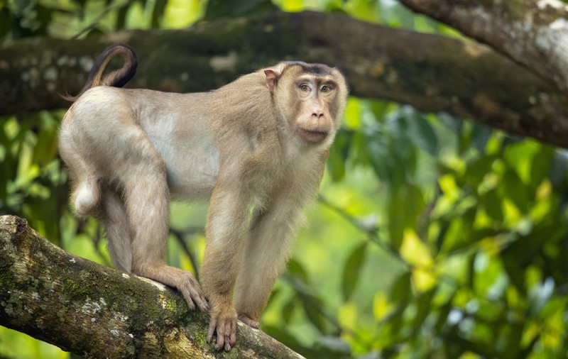 Macac - curiozități și lucruri interesante despre aceste primate
