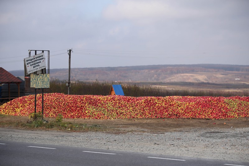 Drumurile Bucovinei ucrainene mustesc de mere strânse pe margini