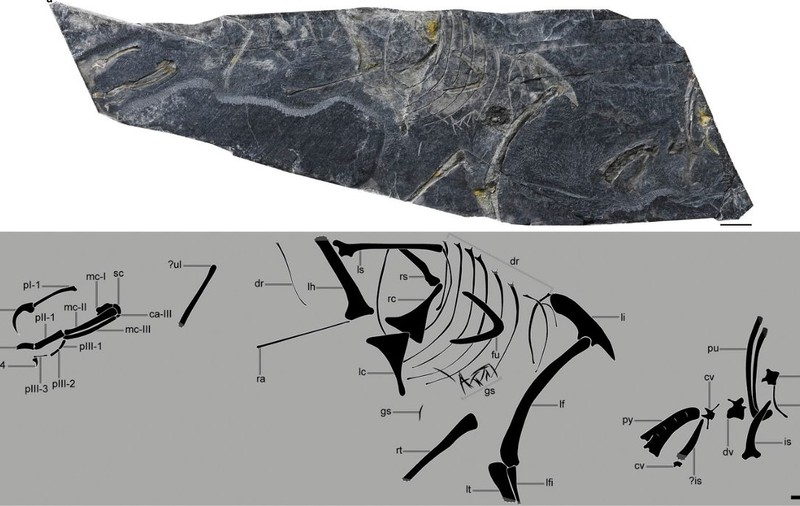 O fosilă din Jurasic descoperită în China rescrie istoria evoluției aviare: „A rămas singura fosilă necontestată”