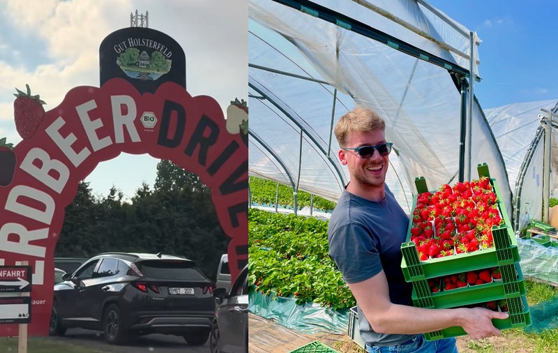 Drive-in în plantația de căpșuni. Clienții așteaptă cu orele la coadă pentru fructele perfecte, în Germania