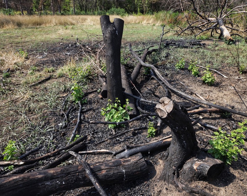 FOTO Cum arată Parcul IOR, după incendiul care a ars 4.000 de metri pătrați de vegetație