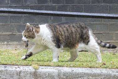 LONDON, UNITED KINGDOM - JUNE 27: Larry the Cat catches a mouse outside 10 Downing Street as the weekly cabinet meeting continues in London, United Kingdom on June 27, 2023. Rasid Necati Aslim / Anadolu Agency/ABACAPRESS.COM
