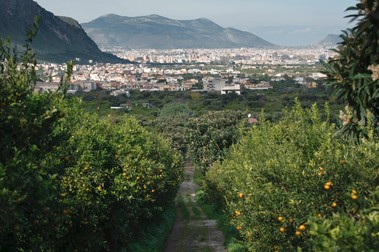 Sicilia. Palermo. Mandarino Di Ciaculli. Ciaculli, Contrada Ricchezza,Image: 277616974, License: Rights-managed, Restrictions: , Model Release: no