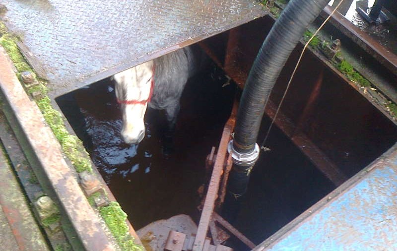 Pompierii au salvat un mânz căzut în fosa septică a unei gospodării