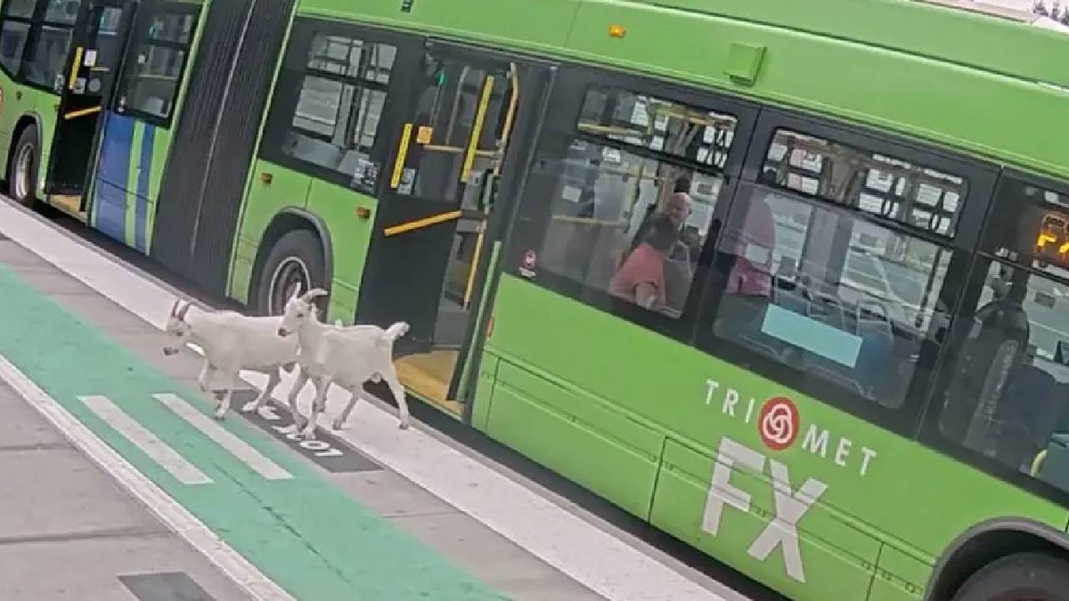 Două capre albe stau în fața unui autobuz