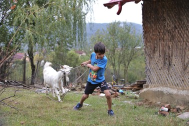Cica nu se lasă dusă la frunze aşa uşor