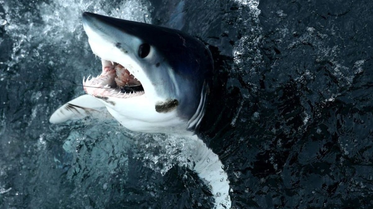 Luptă de o oră cu un rechin mako de 100 kg Pescarul care a capturat prădătorul de doi metri. Sursă foto: Getty Images.