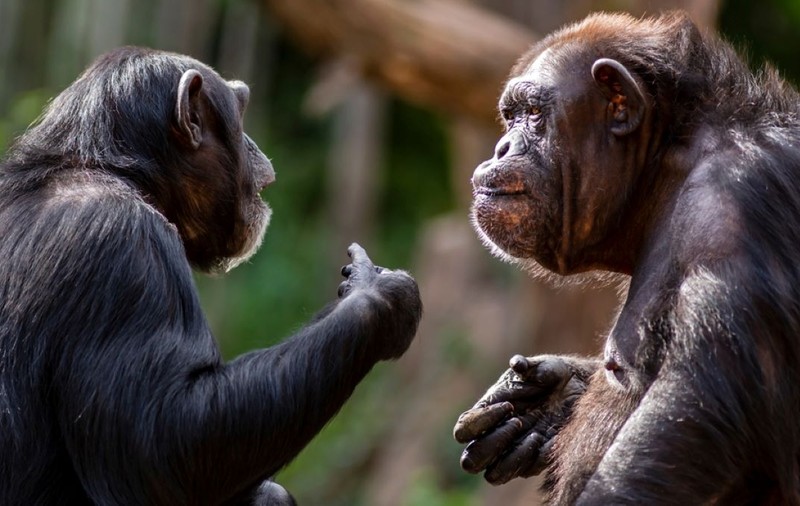 Care sunt cele mai inteligente animale de pe planetă